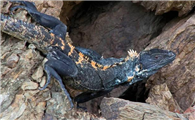 刺尾鬣蜥属于保护动物吗
