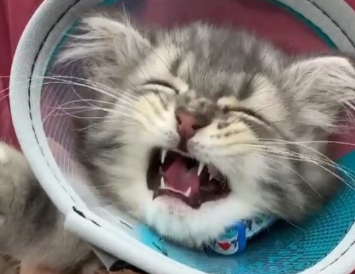 小萌猫第一次打预防针满脸委屈,哭哭:你们都欺负我 小萌猫第一次打预防针满脸委屈,哭哭:你们都欺负我