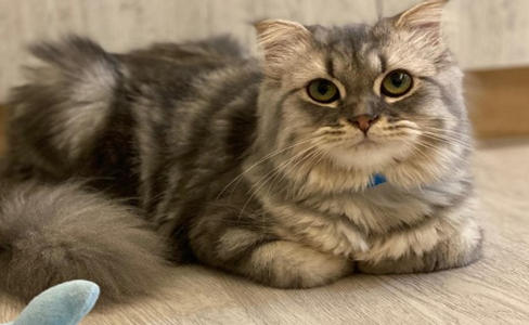 小萌猫第一次打预防针满脸委屈，哭哭：你们都欺负我