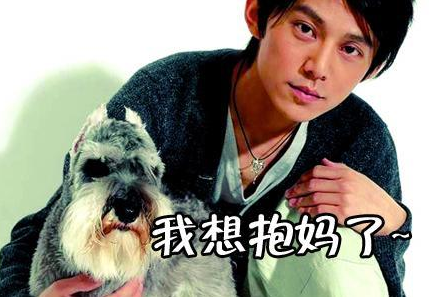 何炅的狗叫什么名字名字叫:抱抱不过根据宠物智商的排名,雪纳瑞不要太