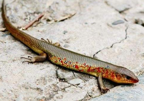 养中华石龙子合法吗