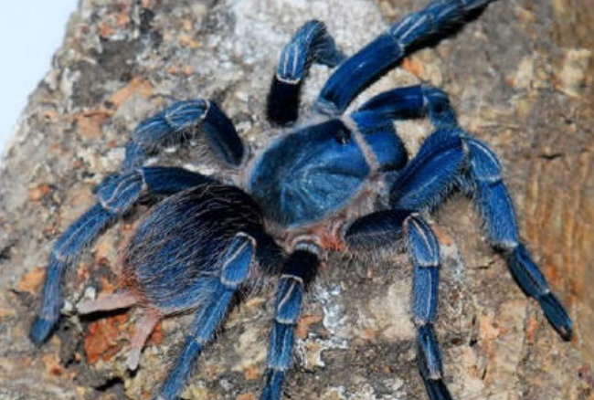 哥斯达黎加斑马脚怎么分公母