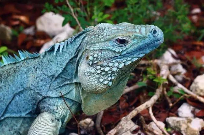 蓝岩鬣蜥是保护动物吗