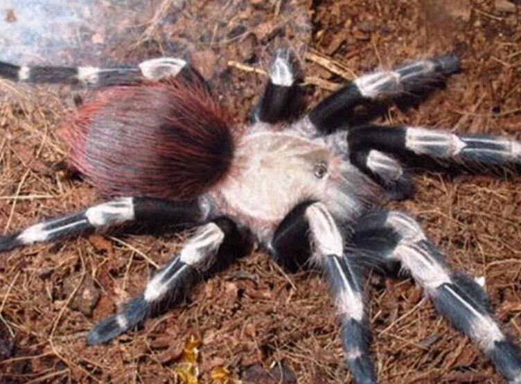 巴西红毛蜘蛛怎么分公母