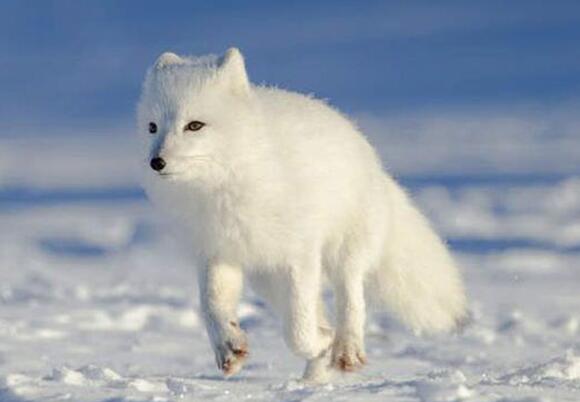 极地狐体貌特征