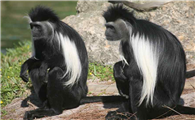 西非黑白疣猴可以当宠物养吗