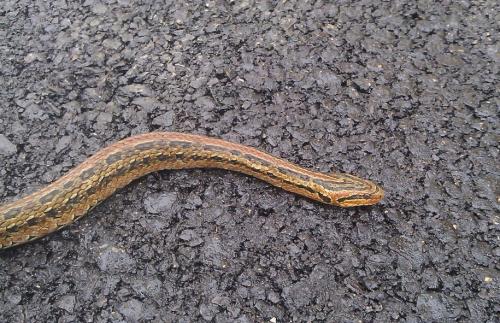 红纹滞卵蛇有毒吗