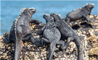 怎么养海鬣蜥