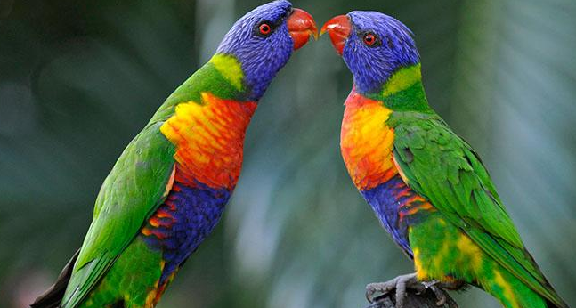 暗色吸蜜鹦鹉的叫声