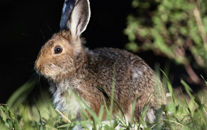 珍稀的华南兔，警示我们爱护野生动物
