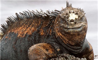 海鬣蜥是保护动物吗