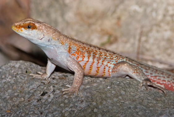 纹面弹簧蜥是保护动物吗