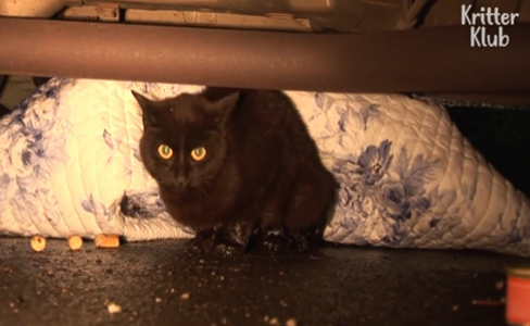 流浪黑猫难产死守车底，不肯离开死去孩子