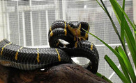 黄环林蛇最大有多少斤