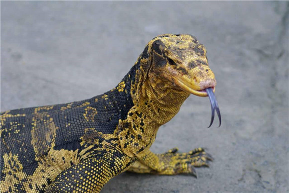 泽巨蜥一般吃什么