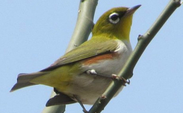 暗绿绣眼鸟寿命多少年