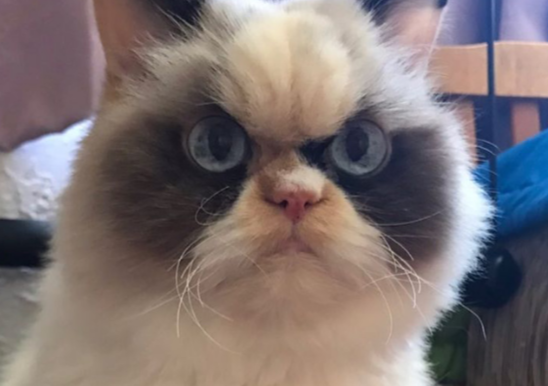 11岁布偶猫患甲状腺亢仅剩1年时间，主人借贷赴美就医