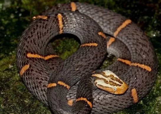 以绝食出名的毒蛇——喜玛拉雅白头蛇