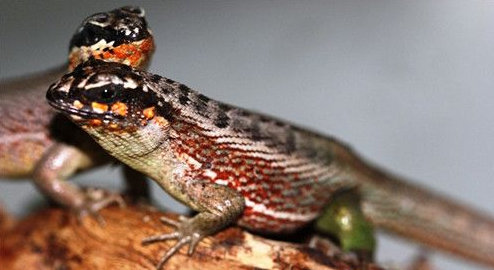 纹面弹簧蜥会不会咬人