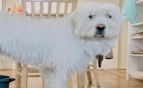 大白熊犬窗边呆站30分钟不敢动，原来它被智能家电胁持