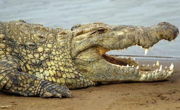 亚马逊莫拉氏鳄驯养吃什么