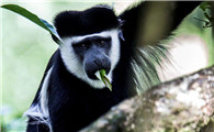 东非黑白疣猴吃什么