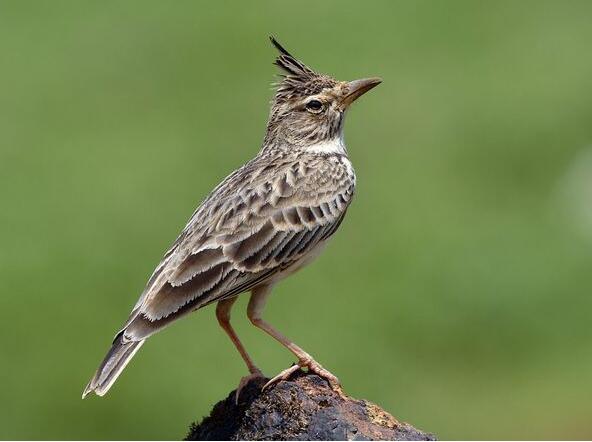 百灵鸟吃什么食物