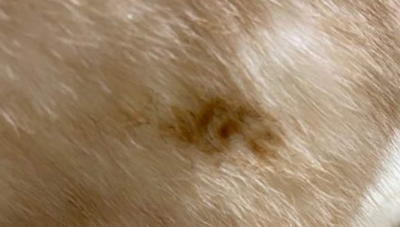 被烤焦的猫!每逢冬季一定要让自己的猫远离取暖器 被烤焦的猫!每逢冬季一定要让自己的猫远离取暖器