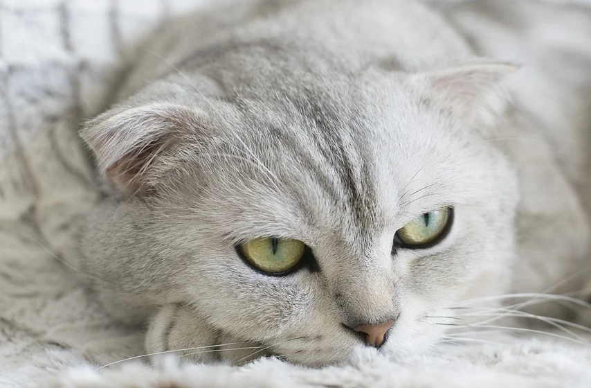 当当当，给首页增加“猫片”含量~