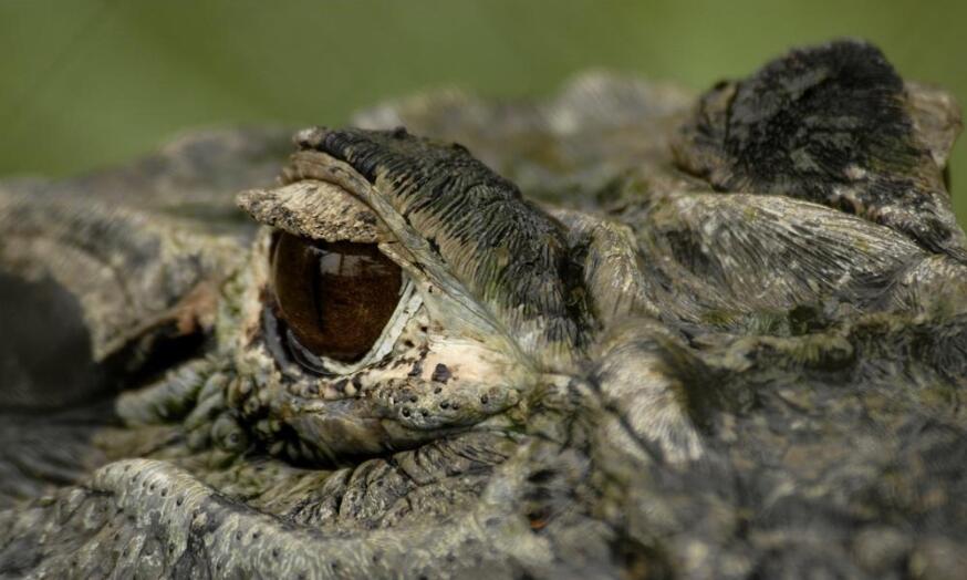 亚马逊莫拉氏鳄哪里有卖