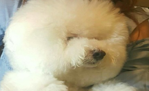 蔡依林的狗是什么狗-属于什么品种