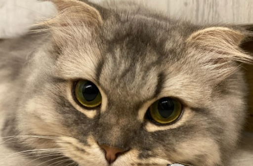 小萌猫第一次打预防针满脸委屈,哭哭:你们都欺负我 小萌猫第一次打预防针满脸委屈,哭哭:你们都欺负我