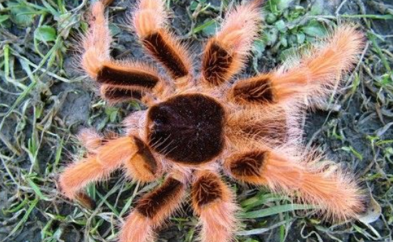 哥伦比亚红脚的外形