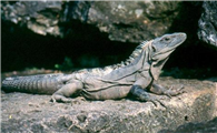 刺尾鬣蜥吃什么食物