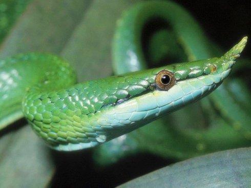 被尖喙蛇咬了有救吗