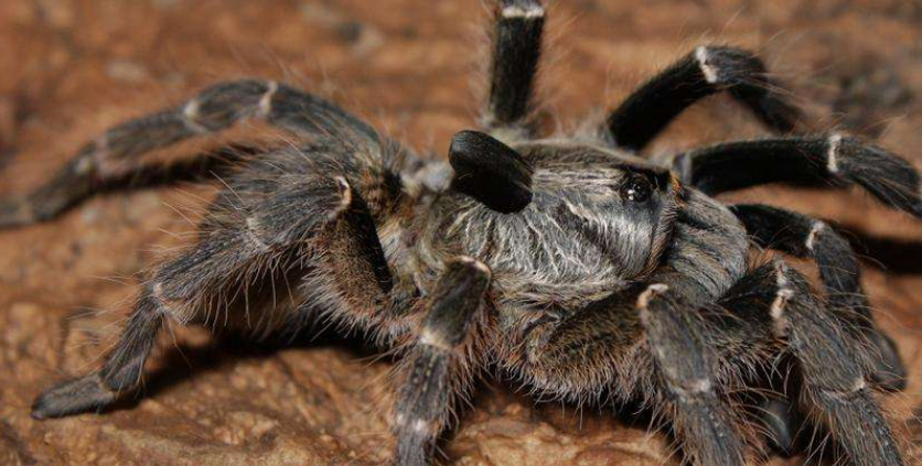 东非角巴布价格