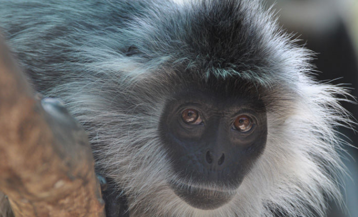 缅甸乌叶猴是保护动物吗