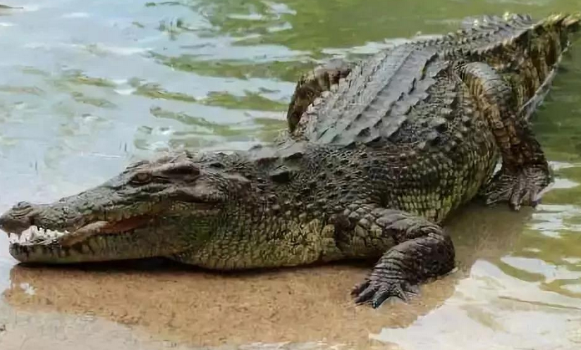 密西西比鳄鱼是国家保护动物吗