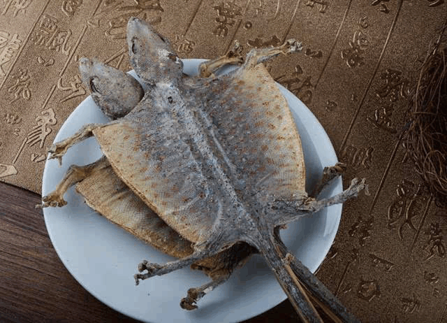 大壁虎的功效与作用 大壁虎的功效与作用