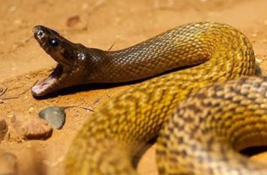 太攀蛇是不是世界上最毒的蛇？咬到了有救吗