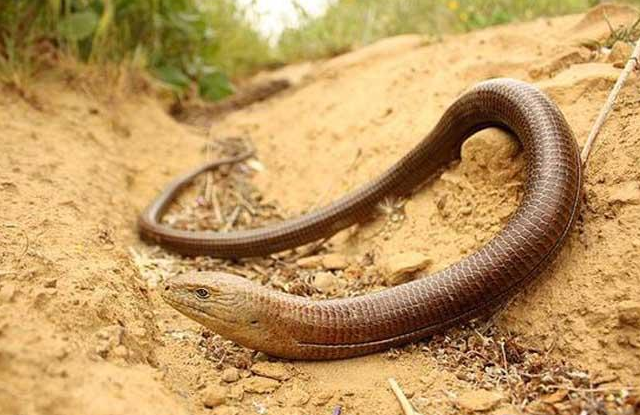 帝王蛇蜥是保护动物吗