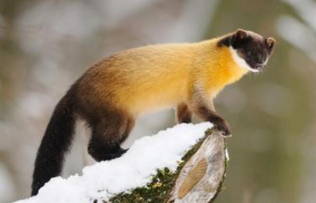 黄喉貂会咬人吗