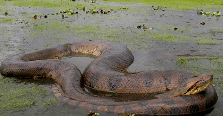 亚马逊电蛇最大有多大