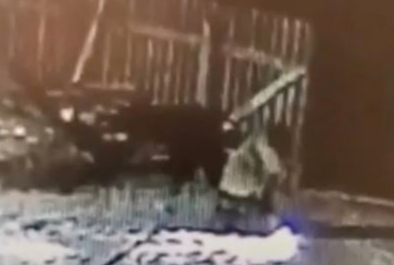 爱犬被咬死农夫一个飞扑，徒手掐断野狼脖子