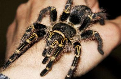 巴西巨人金直间长什么样子