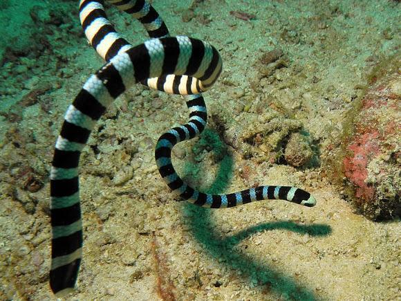 巨环海蛇长什么样子
