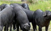乌金猪养殖方法
