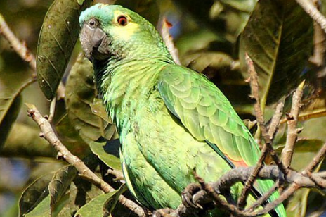 养蓝顶亚马逊鹦鹉的挑选及讲究