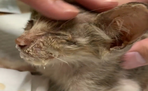 病弱流浪猫濒死，爸爸的坚持救活了它