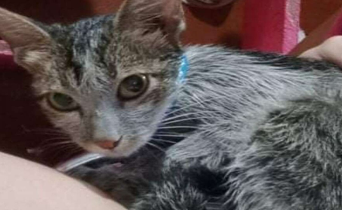 流浪猫满身泥泞被好心人收养，蜕变成美丽天使